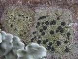 Fuscidea lightfootii image