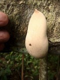 Xylaria poitei image