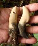 Xylaria poitei image