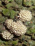 Calostilbe striispora image