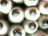 Calostilbe striispora image