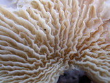 Tapinella panuoides image