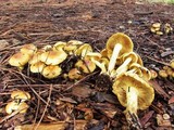 Pholiota alnicola image