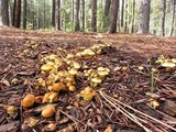 Pholiota alnicola image