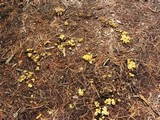 Pholiota alnicola image