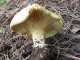 Cantharocybe gruberi image