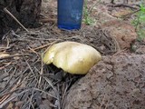 Cantharocybe gruberi image