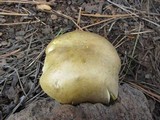 Cantharocybe gruberi image