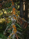 Xanthomendoza montana image