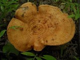 Lactarius peckii image