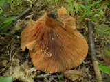 Lactarius peckii image