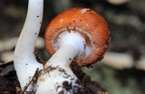 Leucoagaricus rubrotinctus image