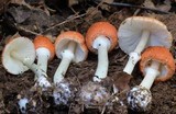 Leucoagaricus rubrotinctus image