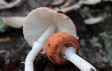 Leucoagaricus rubrotinctus image