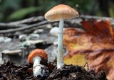 Leucoagaricus rubrotinctus image