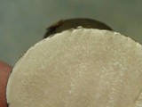 Xylaria poitei image