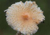 Lepiota clypeolaria image