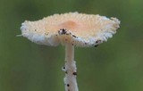 Lepiota clypeolaria image