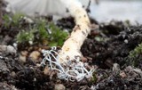 Lepiota clypeolaria image