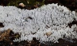 Ceratiomyxa fruticulosa var. fruticulosa image
