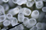 Ceratiomyxa fruticulosa var. fruticulosa image