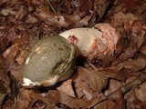 Phallus ravenelii image