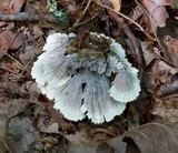 Thelephora vialis image