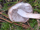 Inocybe whitei image