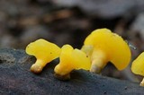 Dacryopinax spathularia image