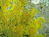 Oxneria fallax image