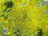Oxneria fallax image