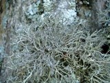 Anaptychia setifera image