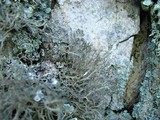 Anaptychia setifera image