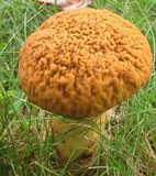 Leccinum rugosiceps image