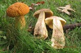 Leccinum rugosiceps image
