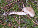 Inocybe whitei image