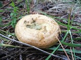 Lactarius rubrilacteus image