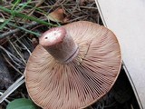 Lactarius rubrilacteus image