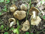 Inocybe fraudans image