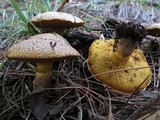 Suillus lakei image