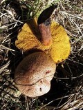 Suillus lakei image