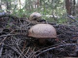 Suillus lakei image