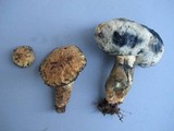 Gyroporus cyanescens image