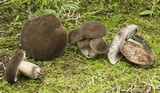 Tylopilus alboater image