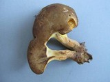 Boletinellus merulioides image