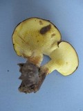 Boletinellus merulioides image