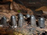 Camillea mucronata image