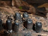 Camillea mucronata image
