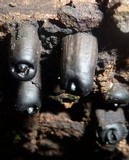 Camillea mucronata image