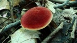 Boletochaete bicolor image